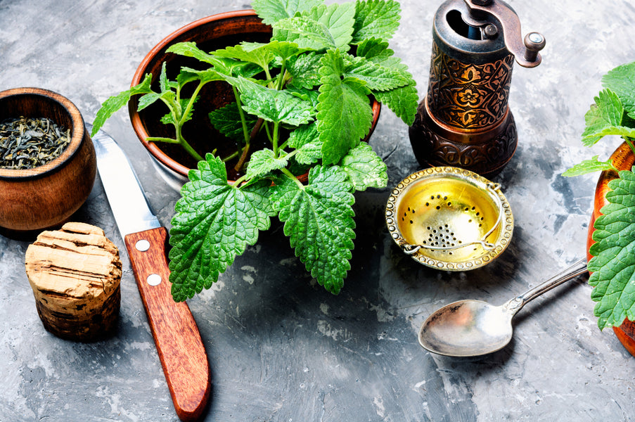 The Health Benefits of Organic Lemon Balm Tea